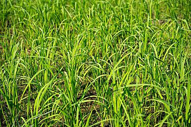 《博德之门3》新社区更新介绍：铸就你的传奇！